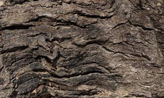Close-up bright wood texture. Old wood surface with abstract texture motif photo