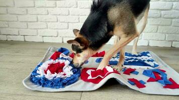 cute mixed breed dog playing with washable snuffle rug for hiding dried treats for nose work. Intellectual games with pet video