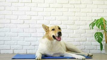 lindo perro de raza mixta acostado en una alfombra fresca mirando hacia arriba en el fondo de la pared de ladrillo blanco video