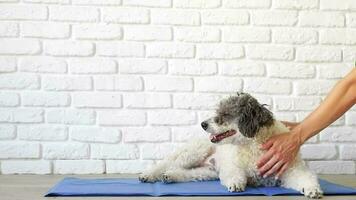 lindo perro de raza mixta acostado en una alfombra fresca mirando hacia arriba en el fondo de la pared de ladrillo blanco video