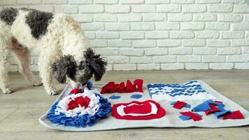 lindo perro de raza mixta jugando con una alfombra lavable para esconder golosinas secas para el trabajo de la nariz. juegos intelectuales con mascota