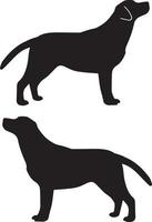 Labrador Retriever 1 vector