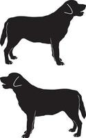 Labrador Retriever 2 vector