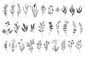 un gran conjunto de flores gráficas, plantas. 31 elementos de diseño estilo boceto dibujados a mano. perfecto para crear estampados, patrones, tatuajes, etc. vector