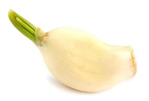 The sprouted garlic clove is isolated on a white background. Garlic clove with sprout. photo