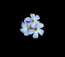 Purple shamrock or Love plant flowers. Close up small purple-pink flower bouquet isolated on black background. photo