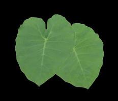 Elephant ear or Colocasia esculenta leaf. Close up green leaf bush of colocasia isolated on black background. photo