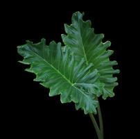 Elephant ear or Giant taro or Ape or Ear elephant or Giant alocasia or Pai or Alocasia macrorrhizos tree. Close up exotic green leaves bush isolated on black background. photo