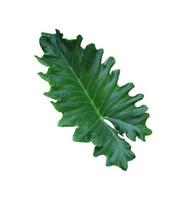 Elephant ear or Giant taro or Ape or Ear elephant or Giant alocasia or Pai leaf. Close up exotic green leaf of alocasia tree isolated on white background. photo