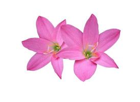 Fairy Lily or Rain Lily or Zephyr Flow or Zephyranthes spp flower. Close up pink head flower bouquet isolated on white background. photo