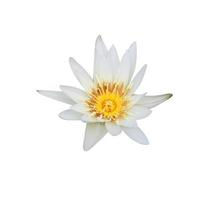 nymphaea o lirio de agua o flor de loto. primer plano flor de loto blanco-amarillo aislado sobre fondo blanco. el lado del nenúfar blanco. foto