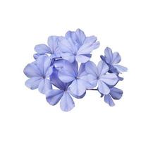 Beautiful blue flowers of Cape leadwort or Plumbago auriculata tree. Close up small blue flower bouquet isolated on white background. photo
