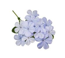 Beautiful blue flowers of Cape leadwort or Plumbago auriculata tree. Close up small blue flower bouquet on green leaf isolated on white background. photo