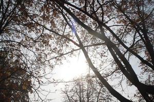 A large tree in a forest in Hajduszoboszlo photo