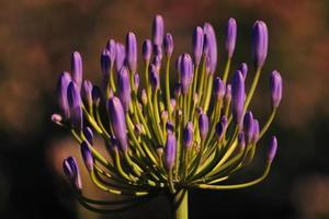 un primer plano de una flor de agapantus africanus foto