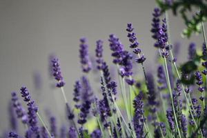 un primer plano de una flor de lavanda foto