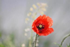 un primer plano de una flor foto