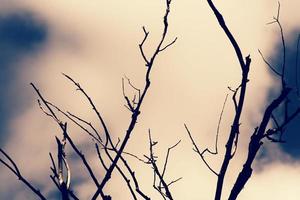 Tree branches up close and overturned skies photo