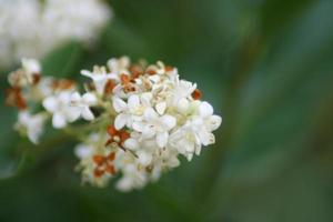 Ligustrum sinense beautiful flower in Budapest photo