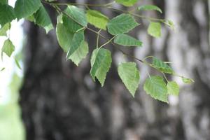 un árbol de plátano foto