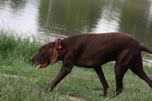 A large brown dog standing next to a body of water photo