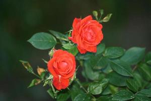 un primer plano de una flor foto