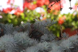 A group of pine trees and blur flowers photo