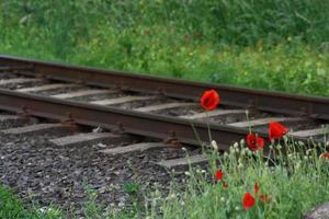 A close up of a flower garden and railway station photo