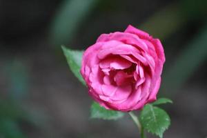 A close up of a flower photo