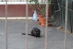 A cat sitting on the side of a fence photo