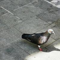 A pigeon standing on the side of a road photo