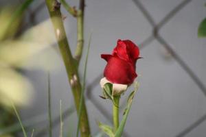 A glass vase with a flower on a plant photo