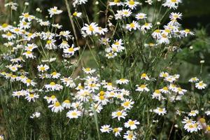 Tripleurospermum inodorum beautiful white flower in Budapest photo