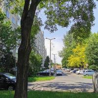 A tree in the middle of the street photo