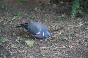 A bird sitting on grass photo