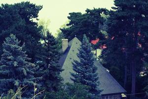 A picture of the great pine forests from the bleachers of Tihany Abbey . photo