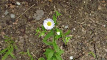 vita blommor skjutna i fältet. äng vita blommor video