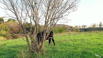 mucche al pascolo nel prato. mucche sul prato. questo filmato d'archivio presenta mucche in bianco e nero che pascolano su un pascolo. video