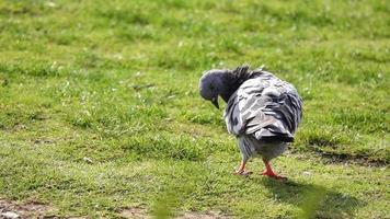 Taube auf dem Gras. Dieses Video zeigt eine Taube, die sich auf dem grünen Gras putzt.