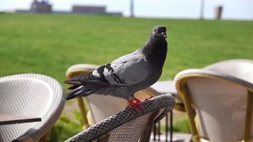 pomba cinzenta em pé em uma cadeira no cafe.dove vindo ao café para pegar um pouco de comida das pessoas. video