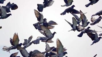 palomas volando es un magnífico video de stock que consiste en imágenes de una bandada de palomas volando y cayendo de nuevo.