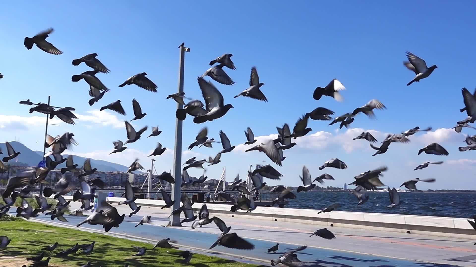 Close up of city pigeons eating food on the green grass at the park ... Biology Diagrams