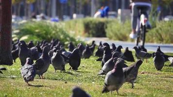 Close up of city pigeons eating food on the green grass at the park. Low angle, slow motion, shallow depth of field. video