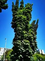 un primer plano de un árbol enorme en miskolc foto