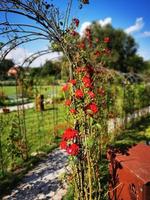 Garden roses in the fairy garden photo