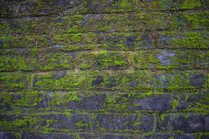 Fungi Green moss on the old brick wall has an abstract background texture photo