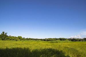 Beautiful Green rice fields  with contrasting  Blue skies photo