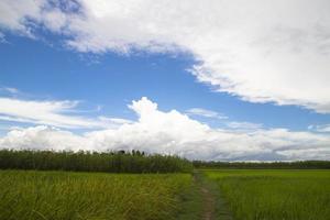 hermosos campos de arroz verde con cielos nublados contrastantes foto