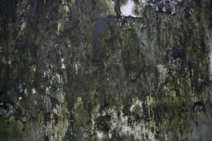 Fungi Green Moss Texture abstract background concrete wall. Rusty, Grungy, Gritty Vintage Background photo