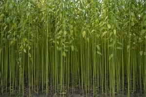 Green jute Plantation field.  Raw Jute plant Texture background. This is the Called Golden Fiber in Bangladesh photo